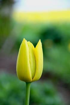 Yellow tulip symbolises the sun in spring