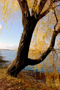 Autumn willow falls his elongated leaves like fishes but they can't swim.