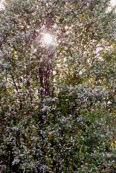 Many white blooms - early Eve is very fragrant and gorgeous