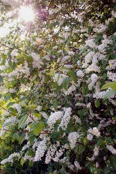 Many white blooms - early Eve is very fragrant and gorgeous