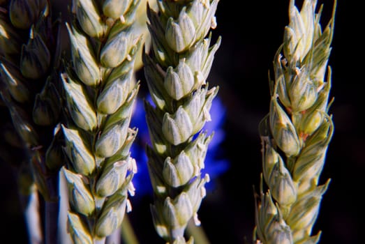Rye starts to mature in midsummer. Spikes gets heavier and get raw sculptural forms.