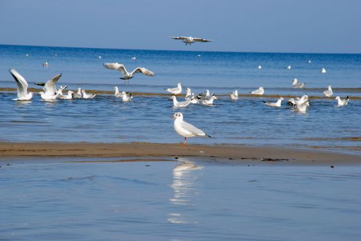 Gatherings of gulls - it's like a small seaside community