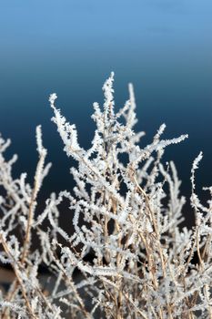 icy twigs and branches in the snow against a blue water or sky background