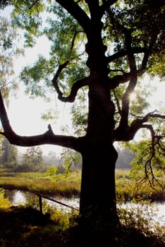 Bright sunlight is always impressive and effective fall through tree branches