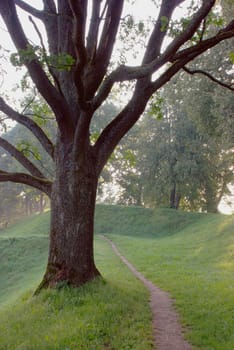 Olg huge tree in early morning mist.