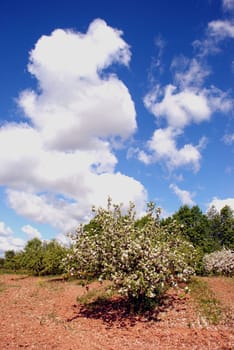 Flowering trees in garden are always eye-catching view in spring