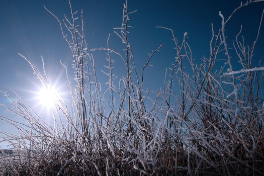 icy twigs and branches in the snow against a blue sun rising sky background