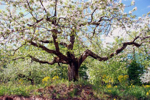 Flowering trees in garden are always eye-catching view in spring