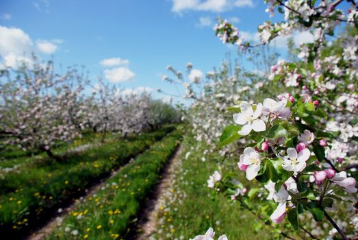 Flowering trees in garden are always eye-catching view in spring