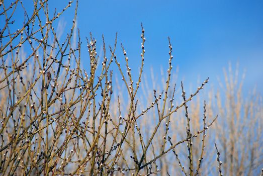Pussy-willows is the first sign for departing winter and coming spring.
