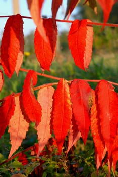 Some beautiful red leaves on the branch in the autumn.