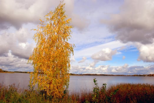 Autumn is sometimes the most generous with birch gold