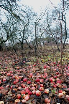 There was over harvest in the gardens this autumn.