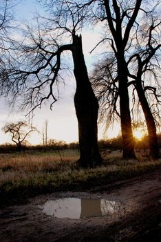 Sunset in an old abandoned avenue