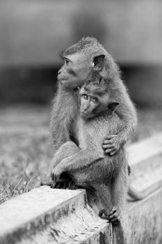 The big brother macaque taking care of his little brother