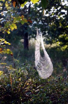 The first autumn cobwebs are still scarce