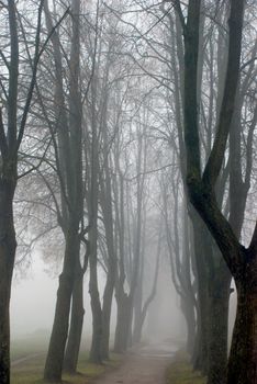 Park alley - fog sometimes accentuate trees grace