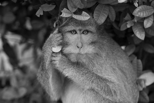 A macaque monkey hiding in Bali, Indonesia