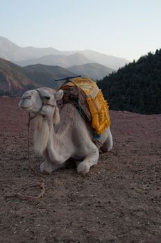 Marrakech - Morocco : Resting Camel Waiting For Tourists In The Atlas Mountains