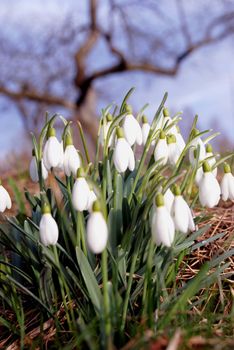 Snowdrops in March under an old apple tree.