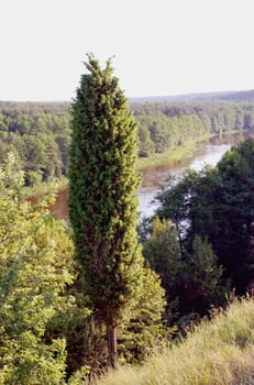 Wild juniper on the hill near river shore