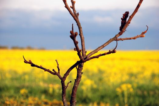 Yellow fields in May and the tree buds