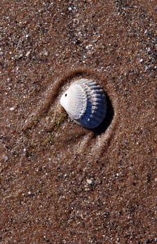 White shell on wet sea coast sand