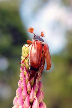 Maybug on flowering lupine is preparing to fly