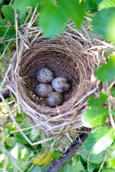 Songbirds - Austerlitz - nest with eggs on the tree branches