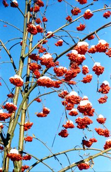 Red rowan bunches with snow on them in the background of blue sky.