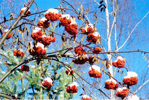 Red rowan bunches with snow on them in the background of blue sky.