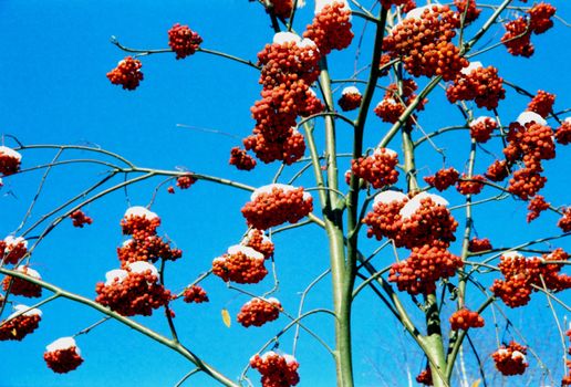 Red rowan bunches with snow on them in the background of blue sky.