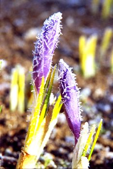 Early frost of spring on saffron flowers