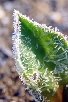 Spring hoar on a expanded tulip leaf