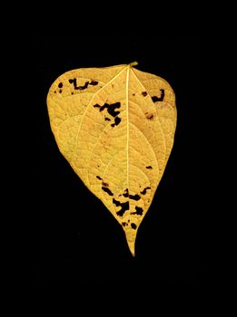 Autumn colored leaf in a black background