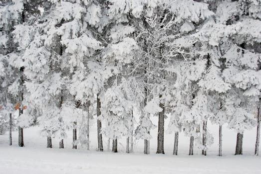 Richly frosted trees on side looks like wall