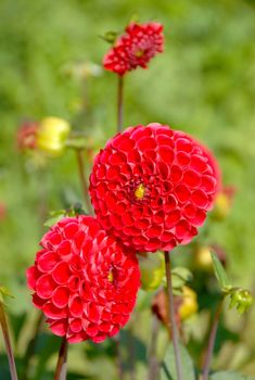 Two red dahlia flowers next to each other