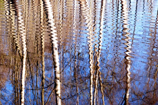 Spring birches reflections on the water formatted by wind blow.