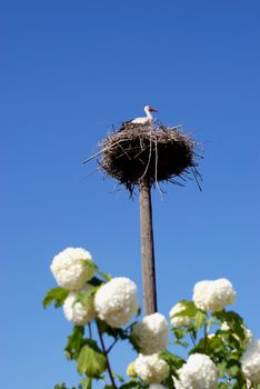 Baby stork in the nest on a pole, and putin's rings