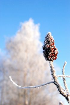 White frost on the plants. Winter art.