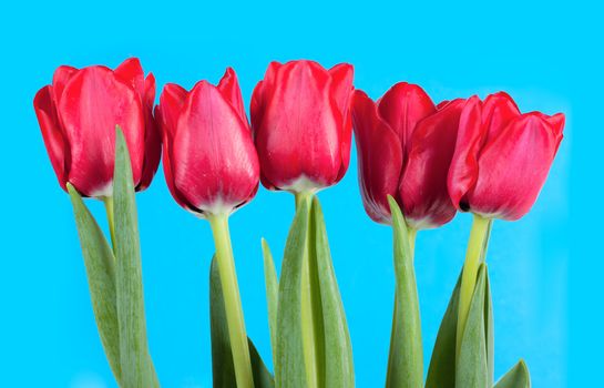 Fresh red tulips over blue background