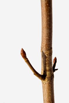 Young maple stem with buds in a white background