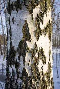 Black-white texture of the birch trunk bark