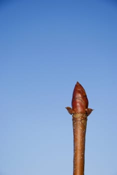 Maple bud in the background of blue sky