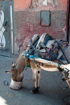 Carriage donkey eating in Medina in Marrakech, Morocco
