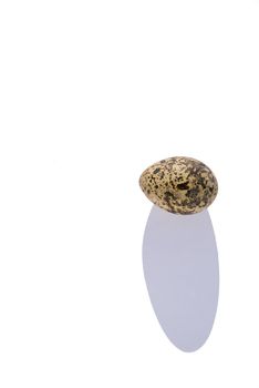 Tern egg shadow in the white background