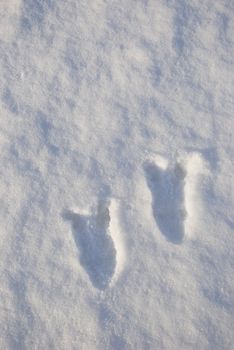 Two deer feet imprints in fresh snow. Trace and hunt.