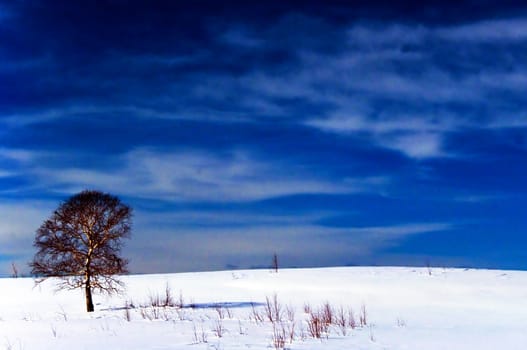 Oak tree in winter cold snow landscape