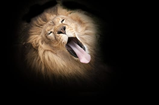 African lion yawning on a black background