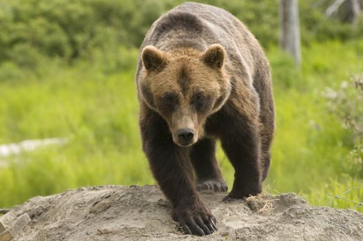 Alaskan Grizzly bear walking towards the viewer